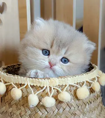 Nos chatons british shorthair et longhair