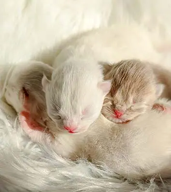 Sayan Shaïlo et Shoko, bébés de R'Mione